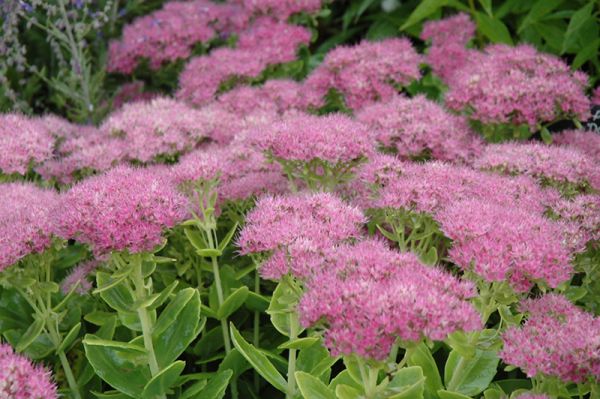 Sedum spectabile 'Carmen' , Vetkruid , Hemelsleutel