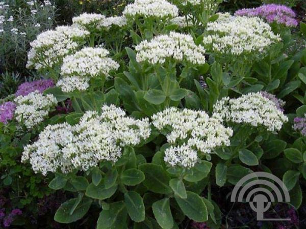 Sedum spectabile 'Stardust' , Vetkruid , Hemelsleutel