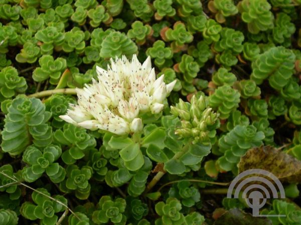 Sedum spurium 'Album' , Roze vetkruid