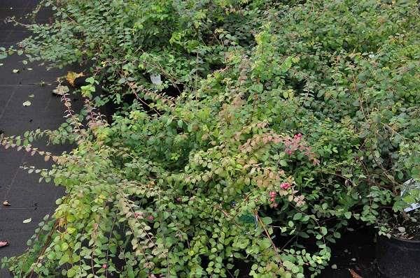 Symphoricarpos chenaultii , Sneeuwbes