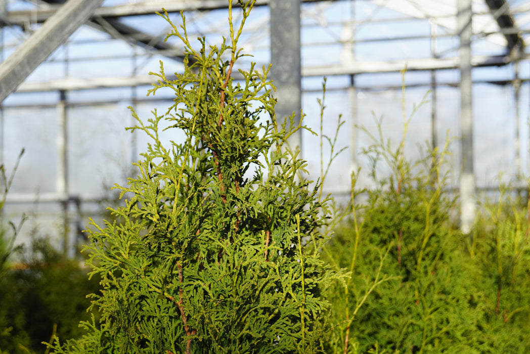 Thuja occidentalis 'Pyramidalis Compacta' , Westerse levensboom