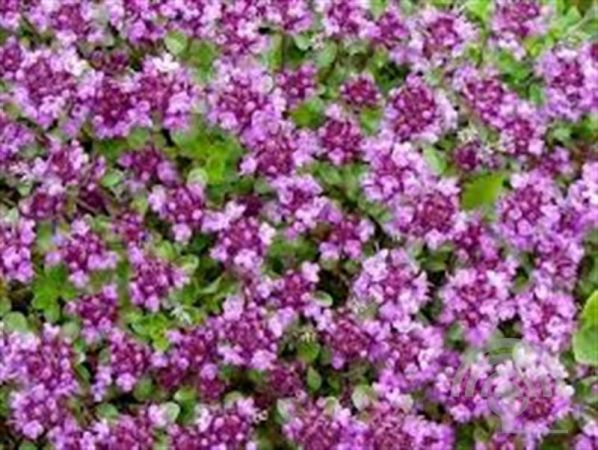 Thymus praecox 'Coccineus' , Kruiptijm