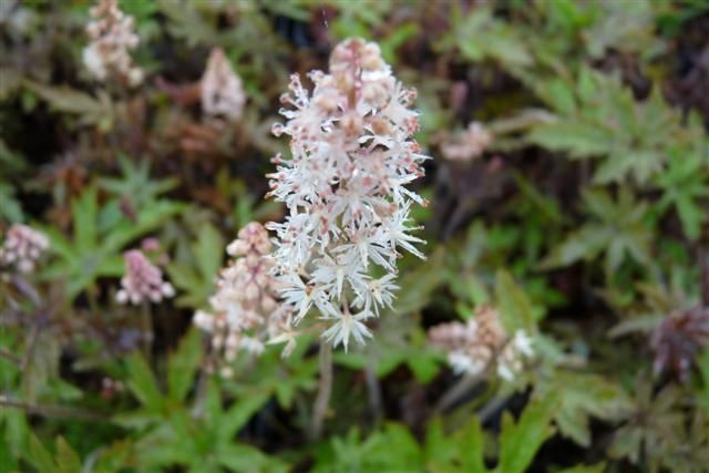 Tiarella 'Pink Skyrocket'® , Schuimbloem