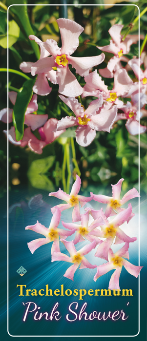 Trachelospermum jasminoides 'Pink Showers' , Toscaanse jasmijn , Sterjasmijn