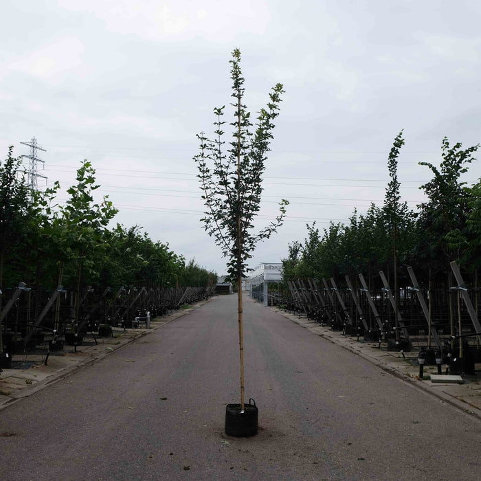 Acer campestre 'Huiber's Elegant' , Veldesdoorn - Spaanse aak