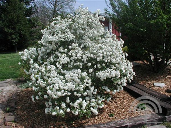 Viburnum 'Eskimo' , Sneeuwbal