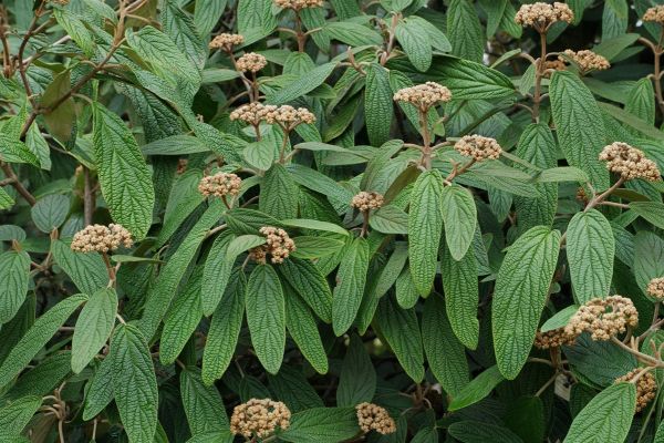 Viburnum rhytidophyllum , Sneeuwbal