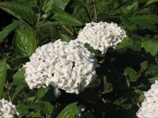 Viburnum carlesii , Sneeuwbal