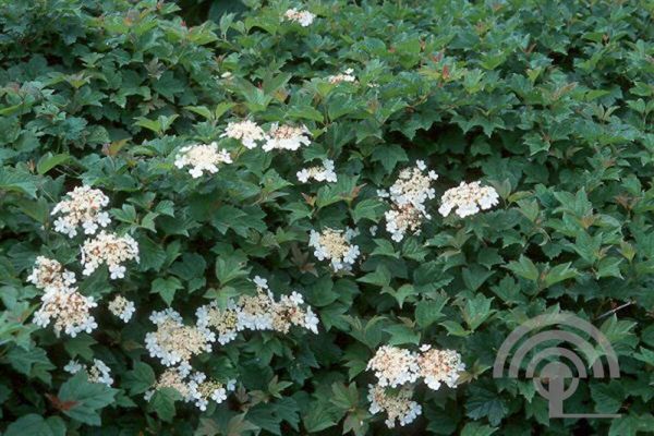 Viburnum opulus 'Nanum' , Gelderse roos