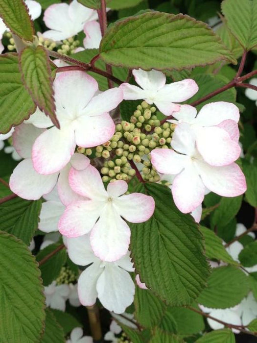 Viburnum plicatum 'Kilmandjaro Sunrise' ® , Japanse sneeuwbal