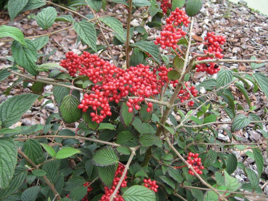 Viburnum plicatum 'Kilmandjaro Sunrise' ® , Japanse sneeuwbal