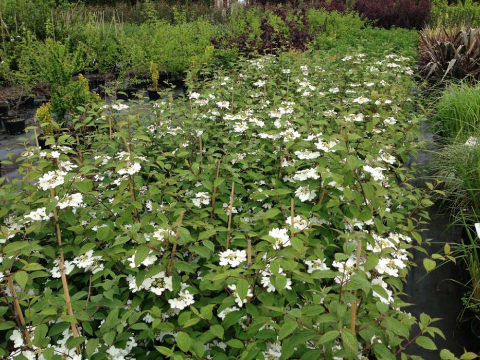 Viburnum plicatum 'Kilmandjaro Sunrise' ® , Japanse sneeuwbal