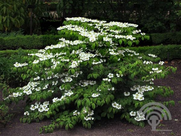 Viburnum plicatum 'Mariesii' , Japanse sneeuwbal