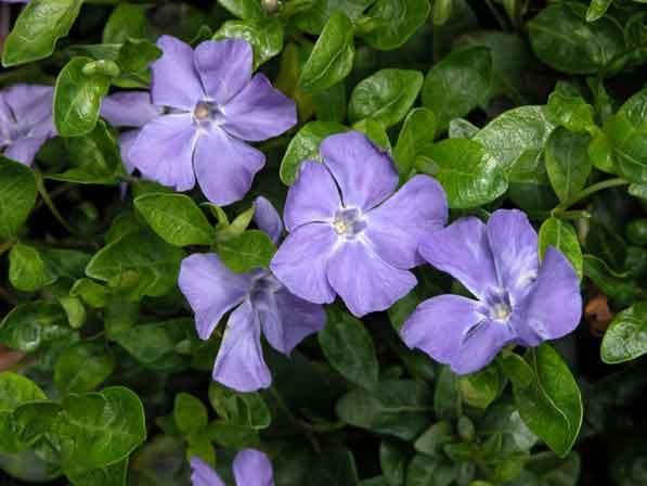 Vinca minor 'Bowles Variety' , Kleine maagdenpalm