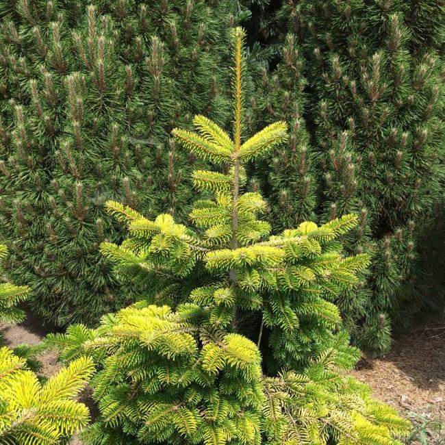 Abies nordmaniana 'Midwinter Gold' ,