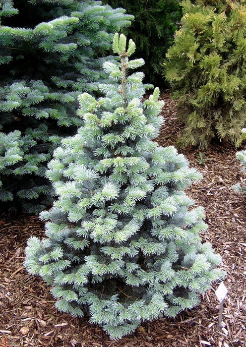 Abies lasiocarpa 'Compacta' , Bergzilverspar