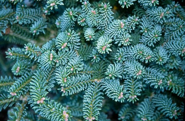 Abies koreana 'Blue Emperor' , Koreaanse zilverspar