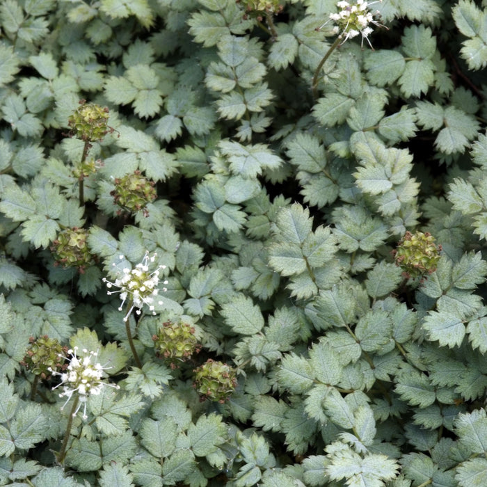 Acaena buchananii , Stekelnootje