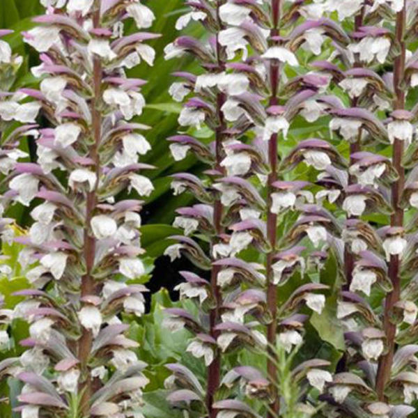 Acanthus mollis , Zachte acanthus