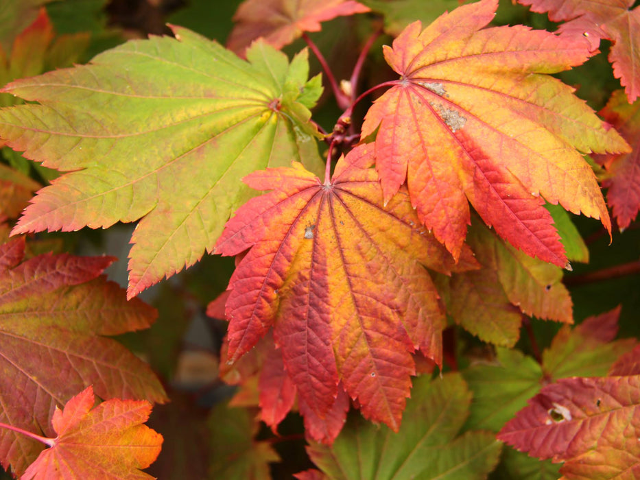 Acer japonicum 'Meigetsu' , Japanse esdoorn