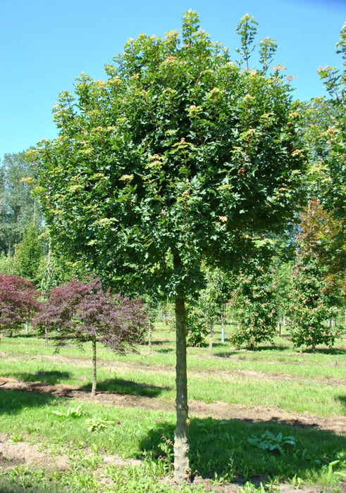 Acer campestre 'Annie's Globe' ,