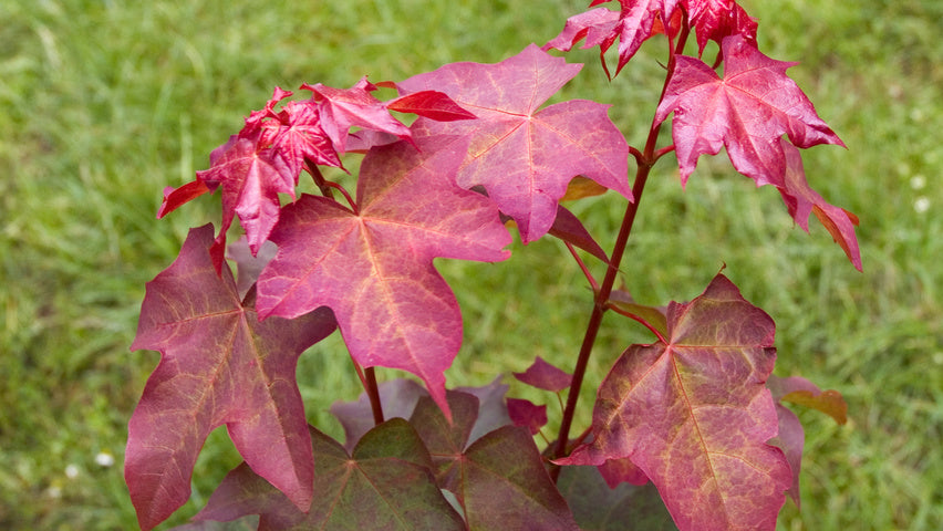 Acer cappadocicum 'Rubrum' , Colchische esdoorn