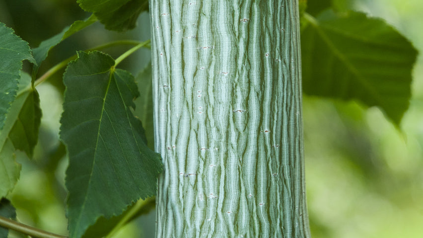 Acer davidii , Chinese esdoorn