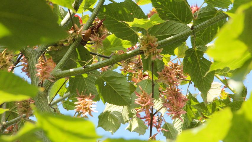 Acer davidii 'George Forrest' , Chinese esdoorn