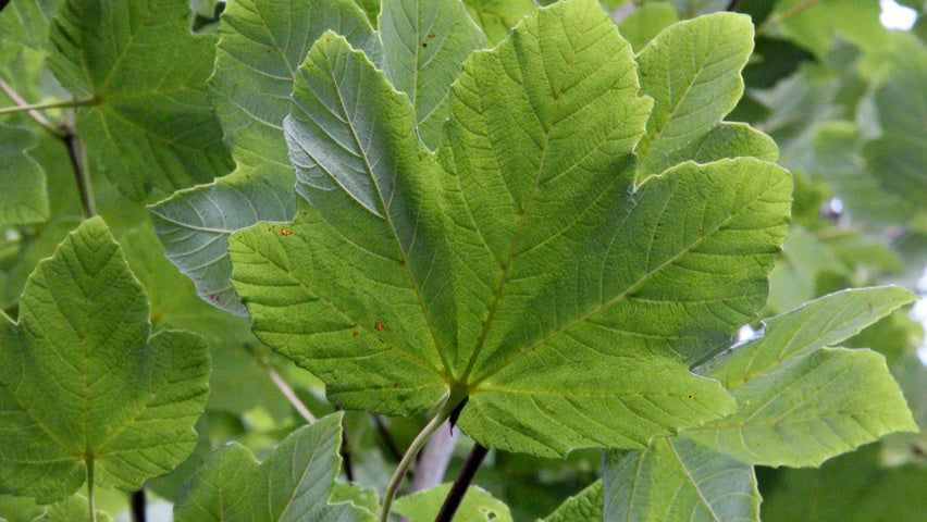 Acer opalus ,