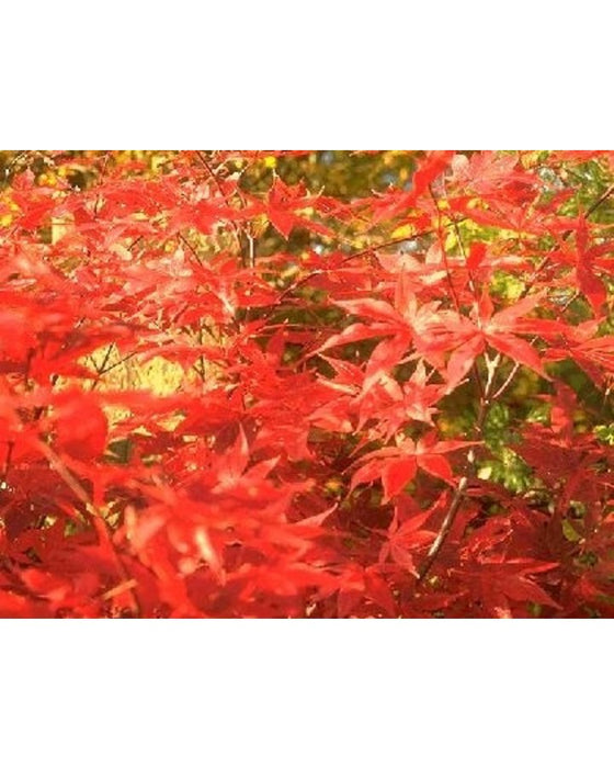 Acer palmatum , Japanse esdoorn