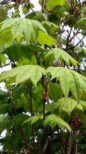 Acer japonicum 'Vitifolium' , Japanse esdoorn