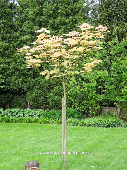 Acer pseudoplatanus 'Brilliantissimum' , Gewone bonte esdoorn