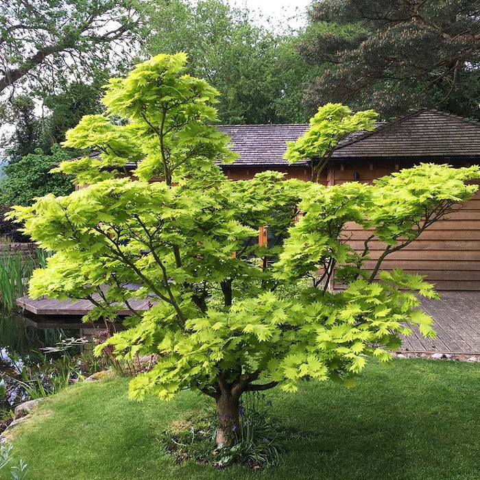 Acer shirasawanum 'Aureum' , Esdoorn