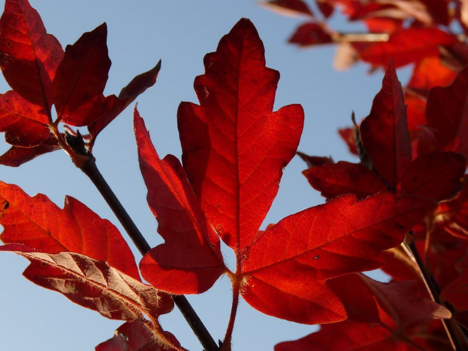 Acer griseum , Papieresdoorn, meerstammig