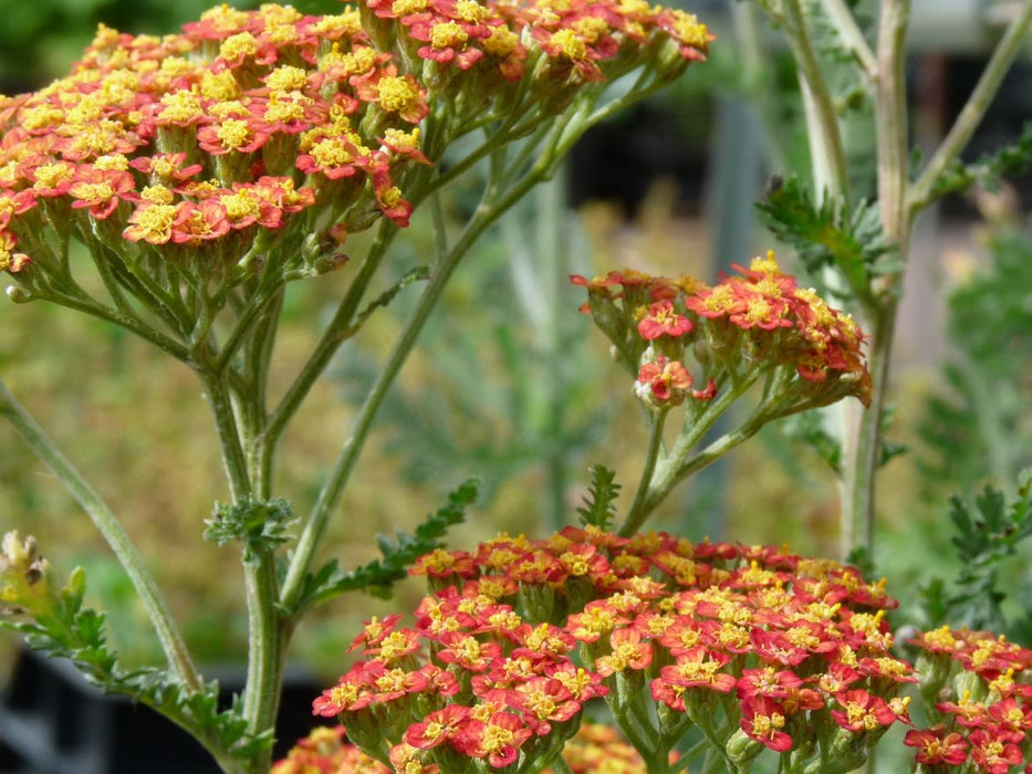 Achillea 'Feuerland' ,