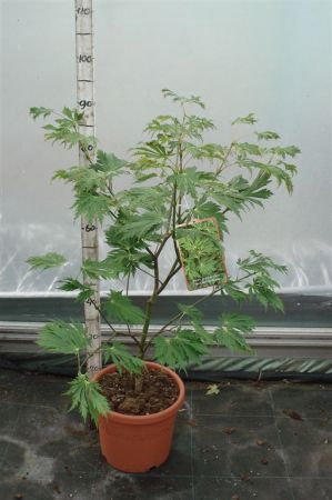 Acer japonicum  'Aconitifolium' , Japanse esdoorn