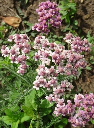 Achillea mil. 'Cerise Queen' ,