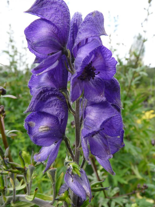 Aconitum napellus , Blauwe monnikskap