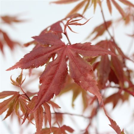 Acer pal. 'Atropurpureum' , Japanse esdoorn meerstammig