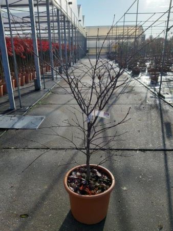 Acer pal. 'Fireglow' , Japanse esdoorn