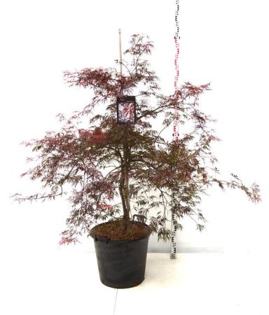 Acer pal. 'Garnet' , Japanse esdoorn