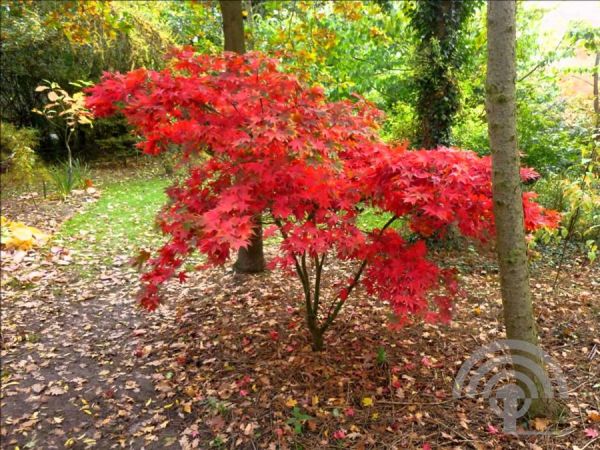 Acer pal. 'Ôsakazuki' , Japanse esdoorn