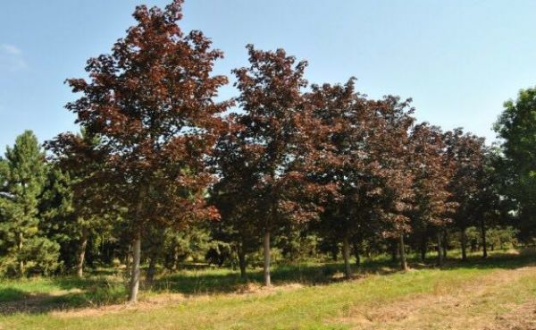 Acer plat. 'Royal Red' , Noorse esdoorn