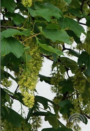 Acer pseudoplatanus , Gewone esdoorn