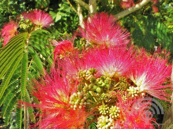 Albizia julibr. 'Ombrella' , Perzische slaapboom