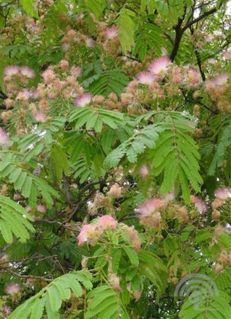 Albizia julibrissin , Perzische slaapboom