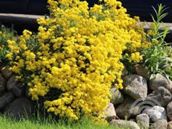 Alyssum montanum 'Berggold' , Schildzaad