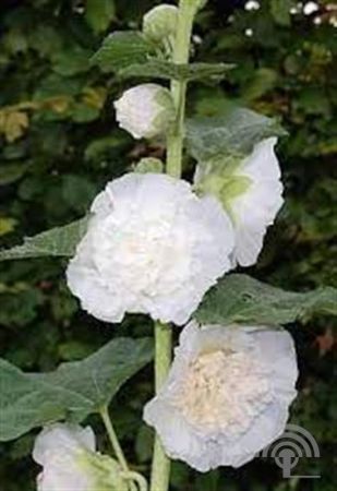 Alcea rosea ,