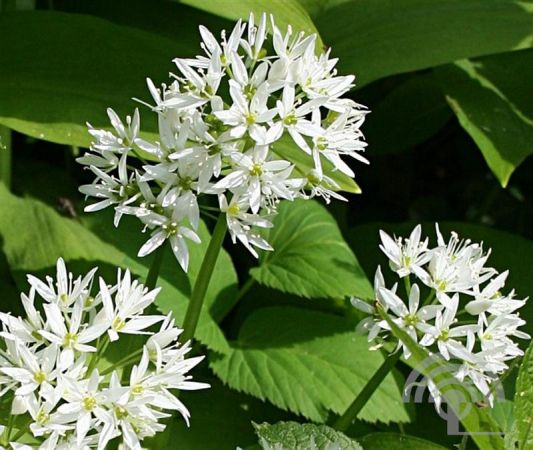 Allium ursinum , Daslook