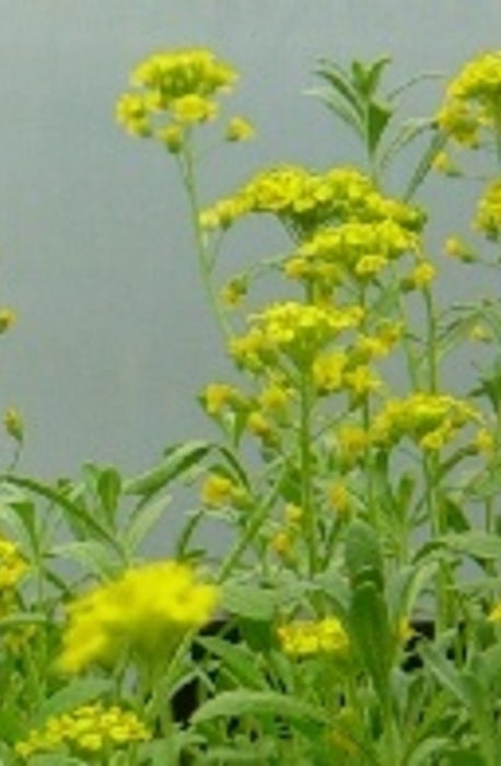 Alyssum montanum , Schildzaad